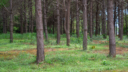 The trunks of a tropical pine forest during the day, with soft light and grass around the area, convey the richness of nature.