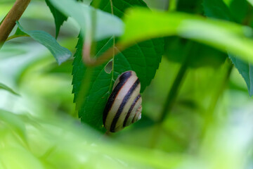 葉の裏にひっそりと佇む縞模様のカタツムリ