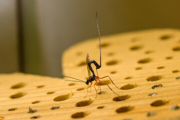 a female sabre wasp with a long tail laying eggs in a tree trunk, german insect of the year 2025	