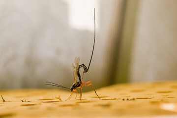 a female sabre wasp with a long tail laying eggs in a tree trunk, german insect of the year 2025	