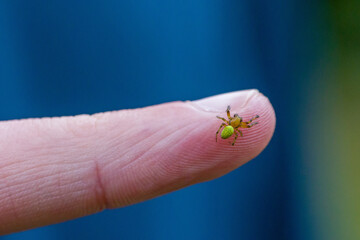 a small cucumber spider with a green abdomen on a finger for size comparison