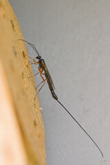 a female sabre wasp with a long tail on a tree trunk, german insect of the year 2025		