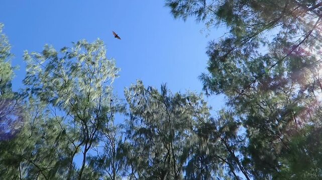 Giant bats flying around the needle-leaved trees. Tropical forest with bats. Wild animal watching in exotic jungle. Forest wildlife, travel video. Exploring the jungle.