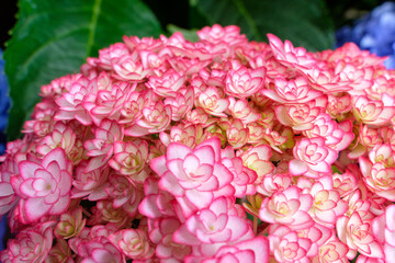 6月に咲く華やかなピンクの紫陽花（アジサイ）の花房