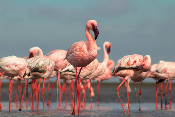 Authentic, real photo of pink flamingos standing gracefully by a calm lake under a clear blue sky. Perfect for nature, wildlife, and travel projects highlighting exotic bird beauty