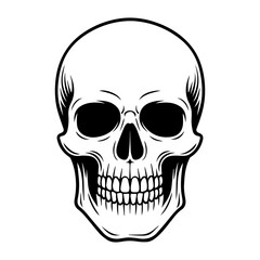 Hand drawn skull. Sketch isolated vector.