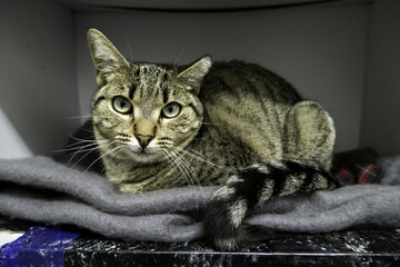 Abandoned and lonely cat