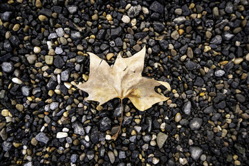 Dry leaf in autumn