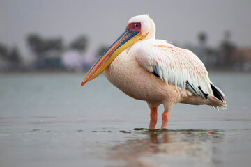 Real photo of a lone Great White Pelican standing in a calm blue lagoon on a sunny day. Peaceful wildlife moment in natural light, capturing the beauty of African birdlife.