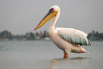 Real photo of a lone Great White Pelican standing in a calm blue lagoon on a sunny day. Peaceful wildlife moment in natural light, capturing the beauty of African birdlife.
