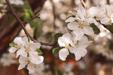 Fowers of the cherry or apple blossom. Sakura flower.