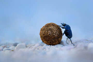 Dor beetle on forest floor