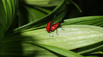 red beetles 