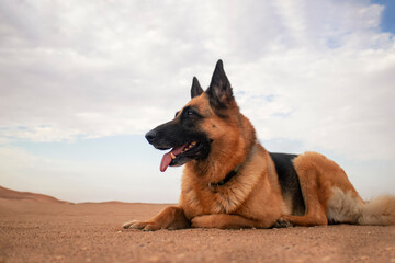 Real photo of a German Shepherd standing on Namib Desert sand at sunset. Dramatic cloudy sky and golden light capture a natural, unstaged moment — not AI-generated