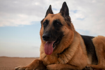 Real photo of a German Shepherd standing on Namib Desert sand at sunset. Dramatic cloudy sky and golden light capture a natural, unstaged moment — not AI-generated