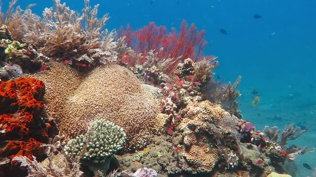 Underwater exotic coral reef with fish. Snorkeling on the colorful tropical reef with variety of marine wildlife. Scuba diving, tropical seascape.