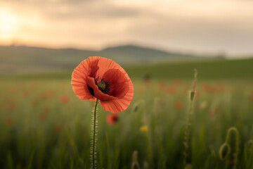 Naklejka premium Single Vibrant Red Poppy Photograph
