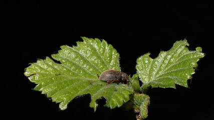 bug on leaf