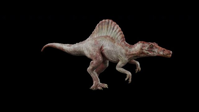 Spinosaurus Walk Cycle Animation on Transparent