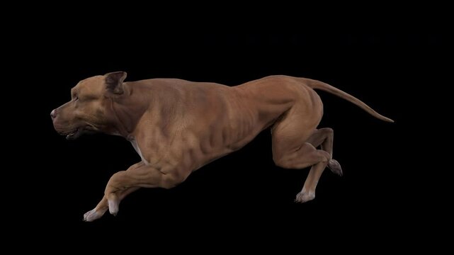 realistic american pitbull run cycle on transparent