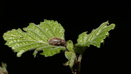 bug on a leaf