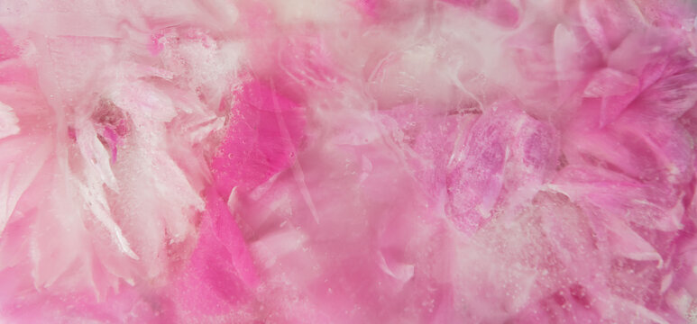 seamless artistic background of pink peony rose flowers and petals frozen in ice water