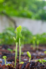 Close-up of tree seedlings,Close-up of seedlings,Fresh young green seedlings having just germinated in soil slowly rise above the soil with a very shallow depth of field. 