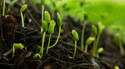 Close-up of tree seedlings,Close-up of seedlings,Fresh young green seedlings having just germinated in soil slowly rise above the soil with a very shallow depth of field. 