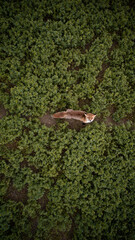 Drone fox