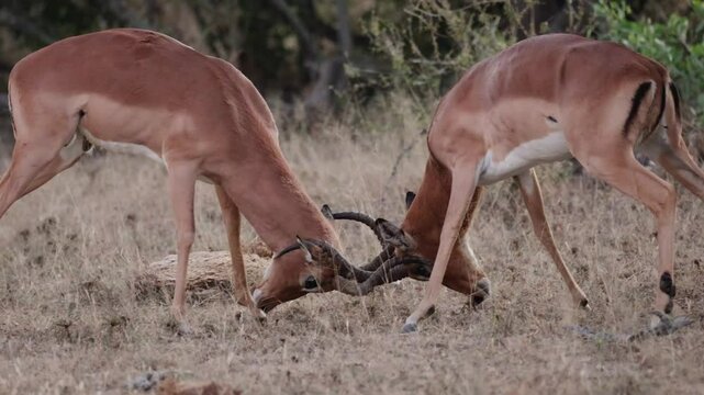  Impala rams in a serious fight