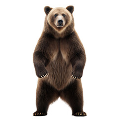 Fototapeta premium Grizzly Bear AI Generated Image