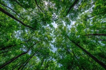 Obraz premium Lush Canopy View Glimpse of a Bright Sky