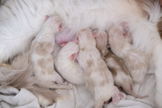 Five Newborn Ragdoll kittens feeding from their mother.