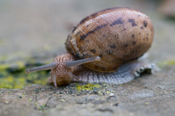 Close-up of a snail , macro photography