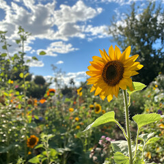 Colorful wildflowers blooming vibrantly near vibrant sunflower in summer meadow high resolution picture