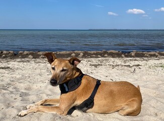 Hund am Strand