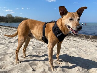 Hund am Strand