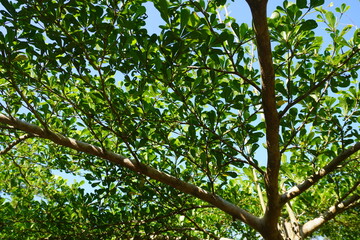 green leaves on a tree