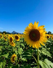 sunflower field with clear blue sky