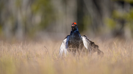 Black grouse (Lyrurus tetrix) at lek