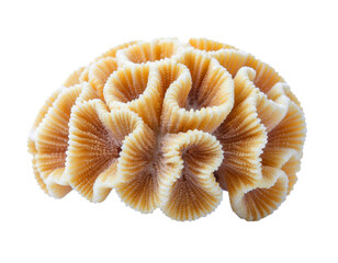 Brain coral exhibiting its intricate structure on white background