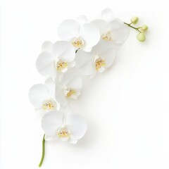 Obraz premium Isolated orchid bloom with detailed petal textures and graceful curves, set against a clean white backdrop for product or design use.
