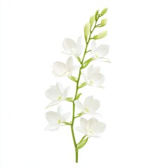 Obraz premium Isolated orchid bloom with detailed petal textures and graceful curves, set against a clean white backdrop for product or design use.
