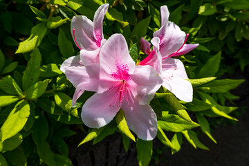 Light pink azalea flowers are in full bloom with bright green leaves under direct sunlight