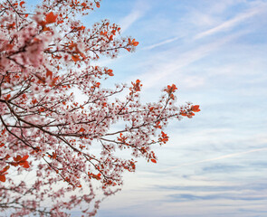 A delicate tree branch adorned with fresh blossoms captures the serene beauty of springtime in full bloom.
