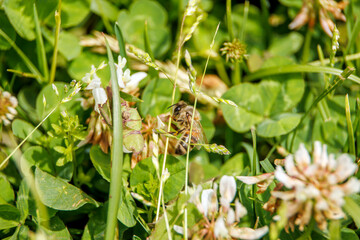 macro shot bee on a flower