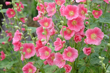Pink Alcea rosea, or hollyhock, in flower.