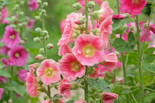Pink Alcea rosea, or hollyhock, in flower.