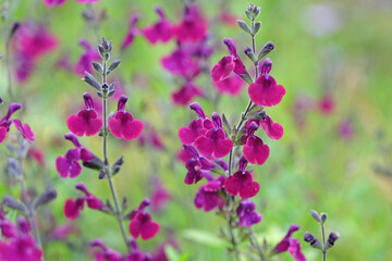 Deep purple Salvia sage ‘Nachtvlinder’ in flower.