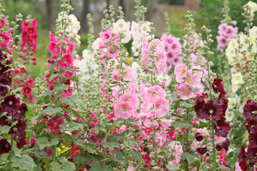 Pink Alcea rosea, or hollyhock, in flower.